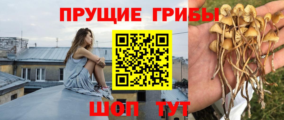 Малгобек  Псилоцибиновые грибы GOLDEN TEACHER  Псилоцибиновые грибы прущие грибы  Вход с VPN 