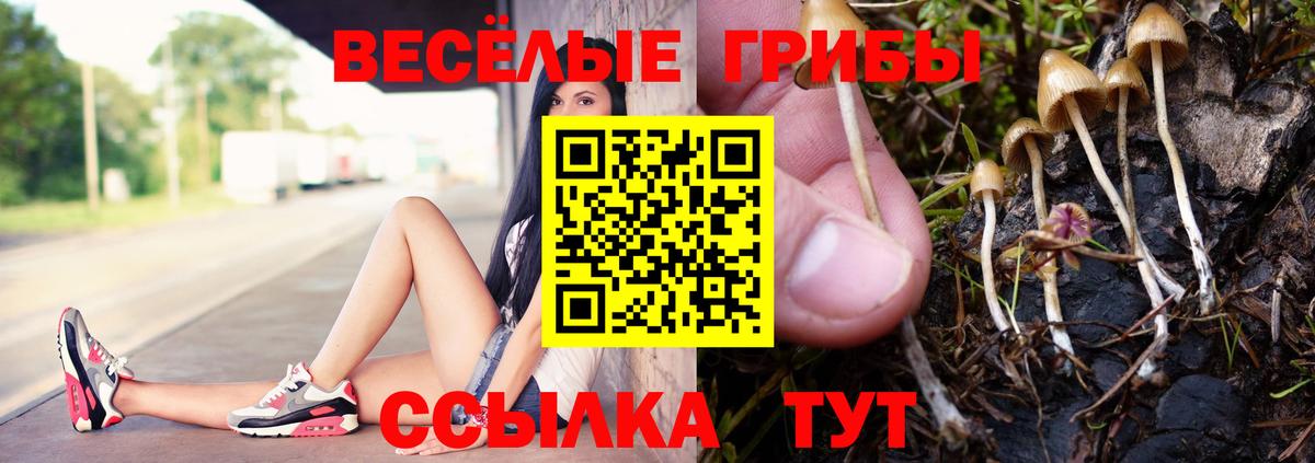 Псилоцибиновые грибы Cubensis Малгобек